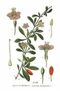 Lycium barbarum 